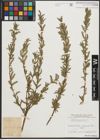 Foto von Salix purpurea L.